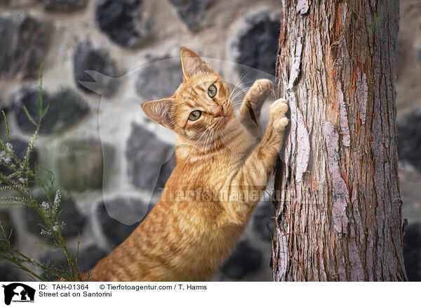 Street cat on Santorini / TAH-01364