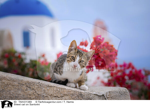 Straenkatze auf Santorin / Street cat on Santorini / TAH-01389