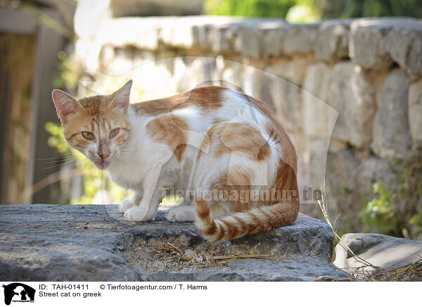 Straenkatze auf Griechenland / Street cat on greek / TAH-01411