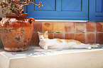 Street cat on Santorini