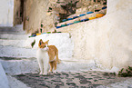Street cat on Santorini