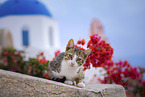 Street cat on Santorini