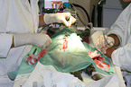 Caesarean cat