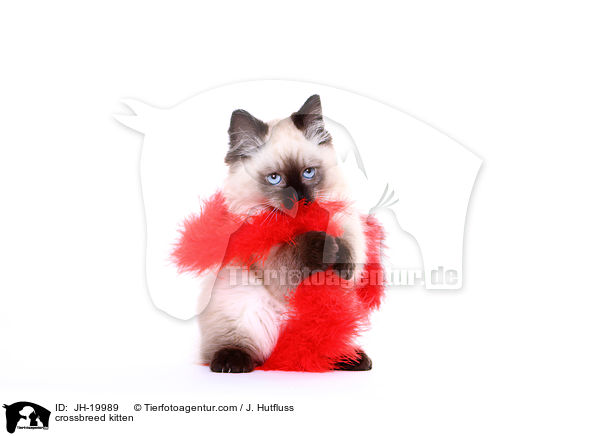 Thai-Angora-Mix Kätzchen / crossbreed kitten / JH-19989