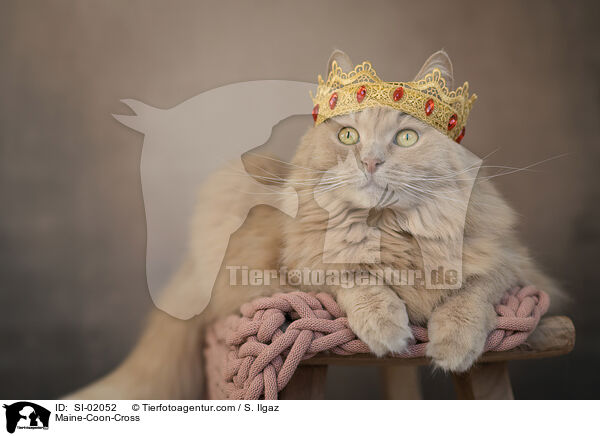 Maine-Coon-Mischling / Maine-Coon-Cross / SI-02052