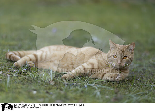 Britisch-Kurzhaar-Mischling / British-Shorthair-Cross / WVDH-01045