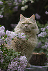 Maine-Coon-Cross