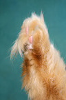 cat paw