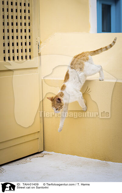 Street cat on Santorini / TAH-01409