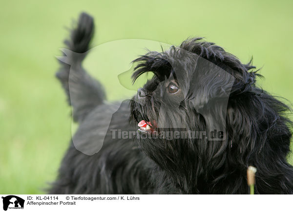 Affenpinscher Portrait / Affenpinscher Portrait / KL-04114