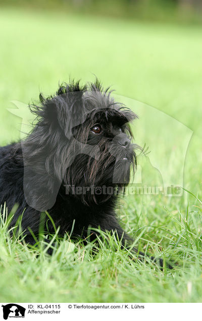 Affenpinscher / Affenpinscher / KL-04115