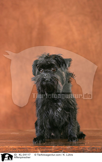 Affenpinscher / Affenpinscher / KL-04117
