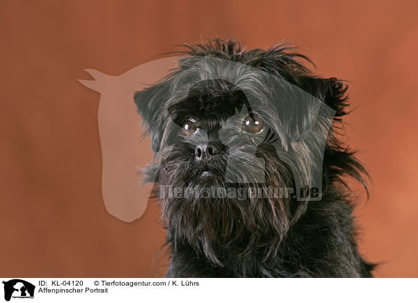 Affenpinscher Portrait / Affenpinscher Portrait / KL-04120