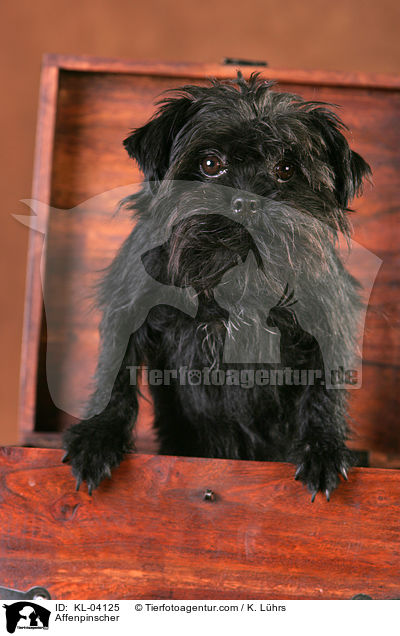 Affenpinscher / Affenpinscher / KL-04125