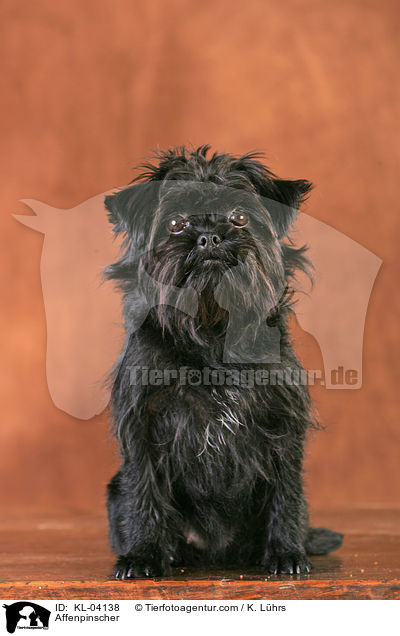 Affenpinscher / Affenpinscher / KL-04138