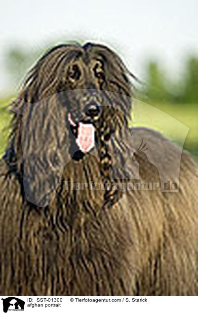 Afghane im Portrait / afghan portrait / SST-01300