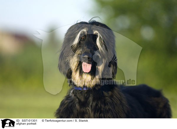Afghane im Portrait / afghan portrait / SST-01301