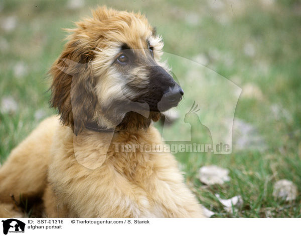 Afghane im Portrait / afghan portrait / SST-01316