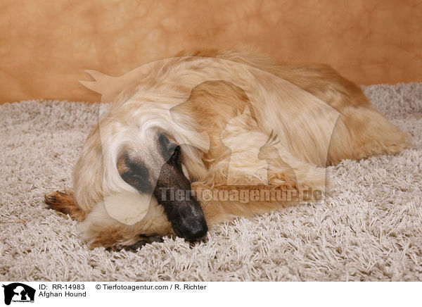 Afghanischer Windhund / Afghan Hound / RR-14983