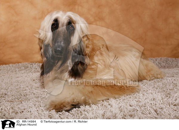 Afghanischer Windhund / Afghan Hound / RR-14984