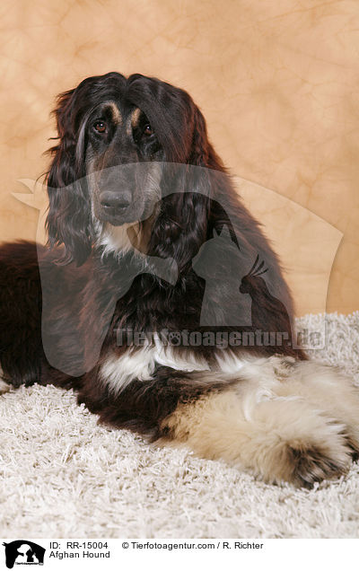 Afghanischer Windhund / Afghan Hound / RR-15004
