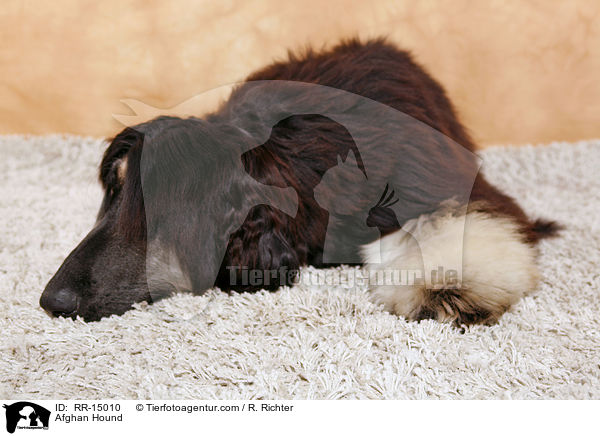 Afghanischer Windhund / Afghan Hound / RR-15010