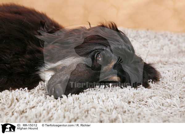 Afghanischer Windhund / Afghan Hound / RR-15012