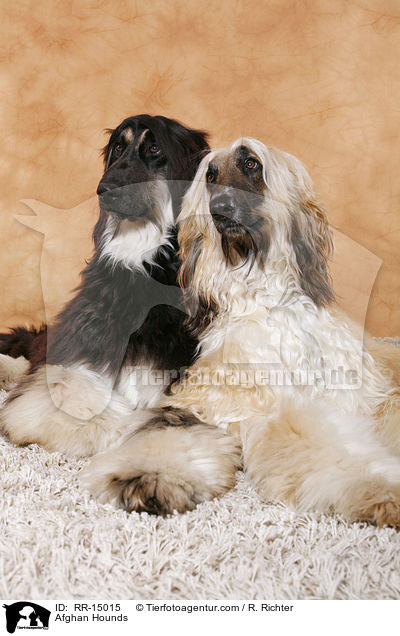Afghanische Windhunde / Afghan Hounds / RR-15015