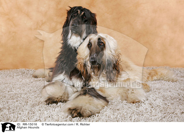 Afghanische Windhunde / Afghan Hounds / RR-15016