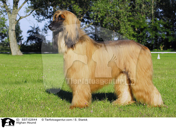 Afghanischer Windhund / Afghan Hound / SST-02644