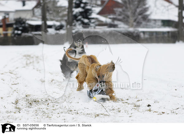 rennende Afghanische Windhunde / running sighthounds / SST-05656