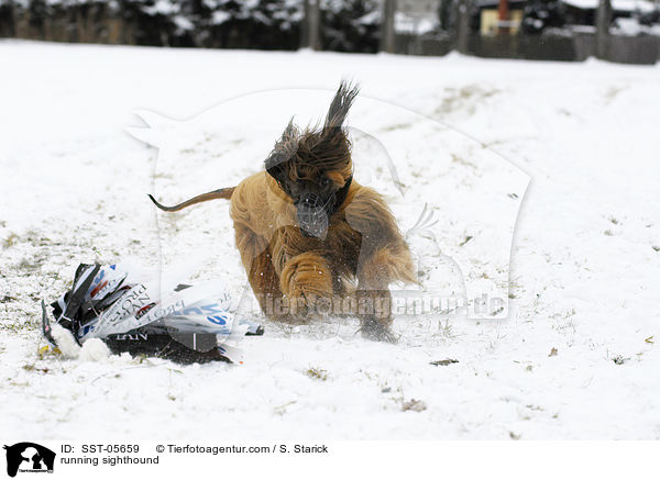running sighthound / SST-05659
