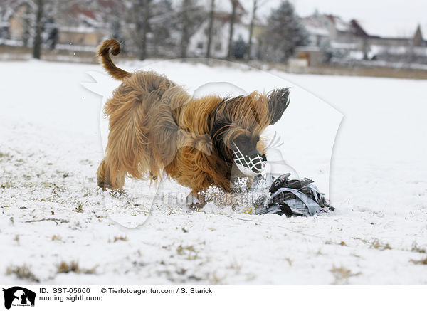 running sighthound / SST-05660