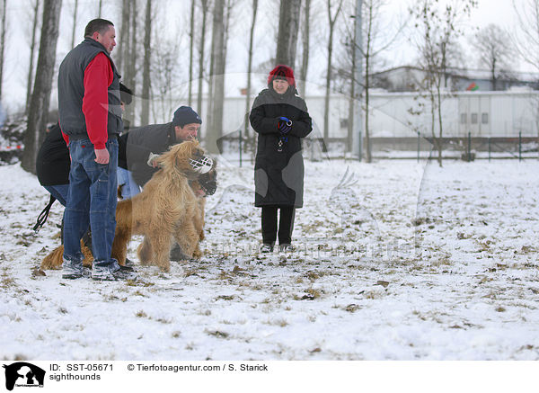 sighthounds / SST-05671