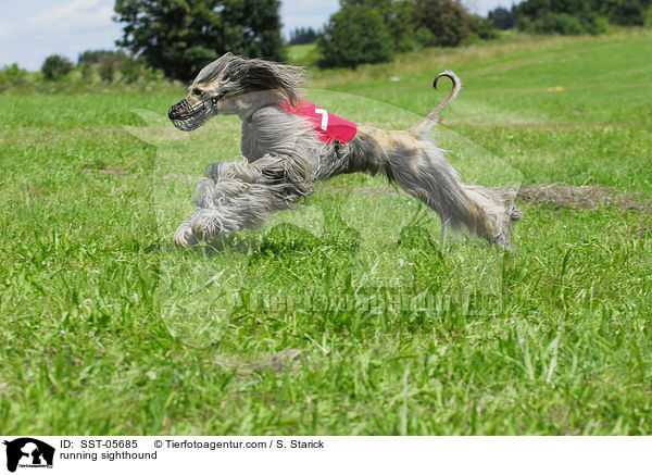 running sighthound / SST-05685
