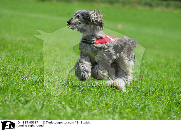rennender Afghanischer Windhund / running sighthound / SST-05687