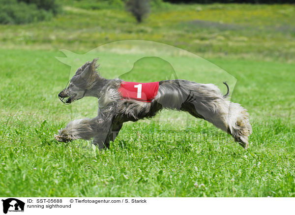 running sighthound / SST-05688