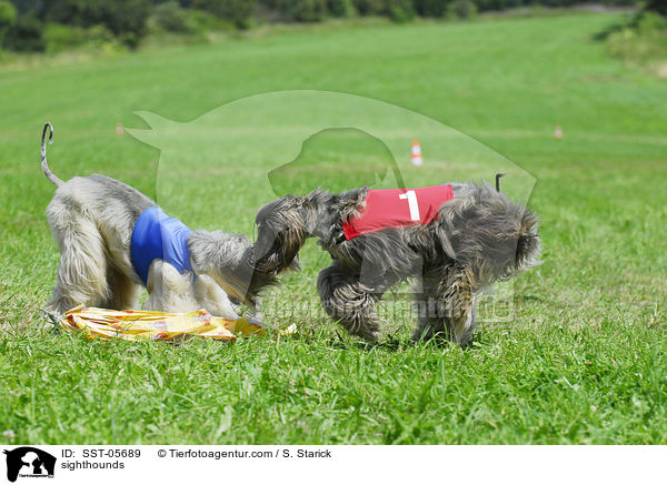 sighthounds / SST-05689