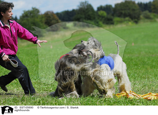 sighthounds / SST-05690