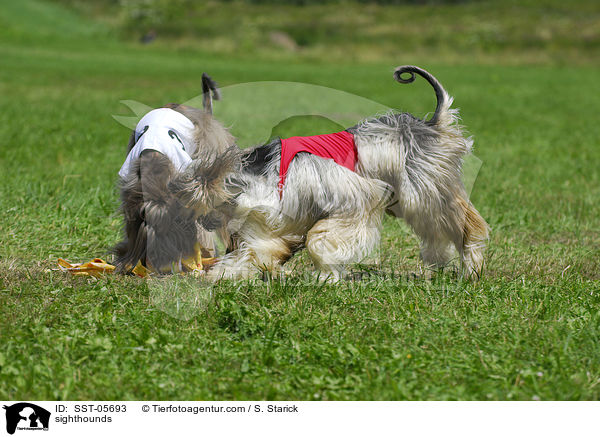 sighthounds / SST-05693