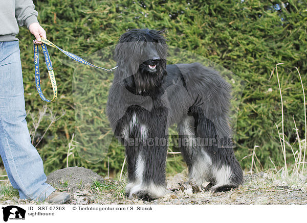 Afghanischer Windhund / sighthound / SST-07363