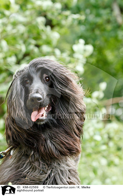 Afghane Portrait / sighthound portrait / KMI-02569
