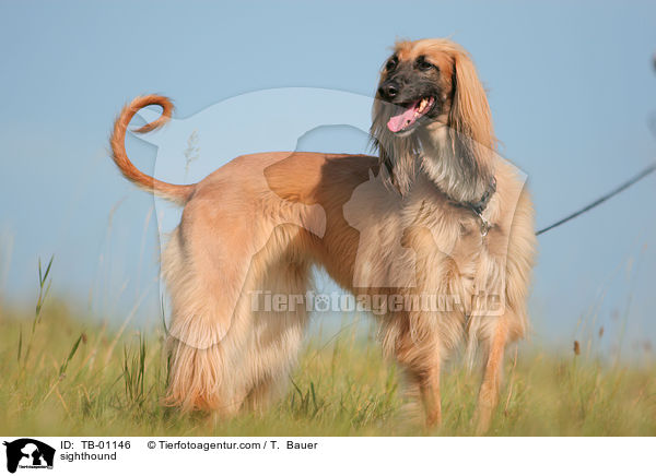 Afghane / sighthound / TB-01146