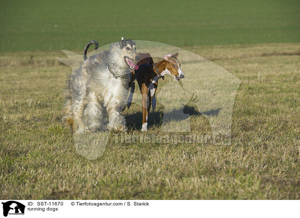 rennende Hunde / running dogs / SST-11670