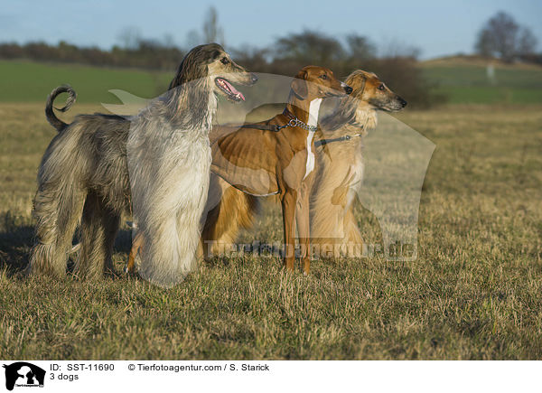 3 Hunde / 3 dogs / SST-11690