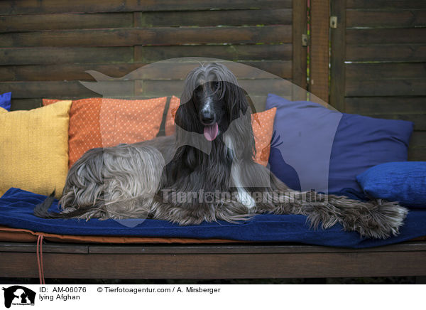 liegender Afghane / lying Afghan / AM-06076