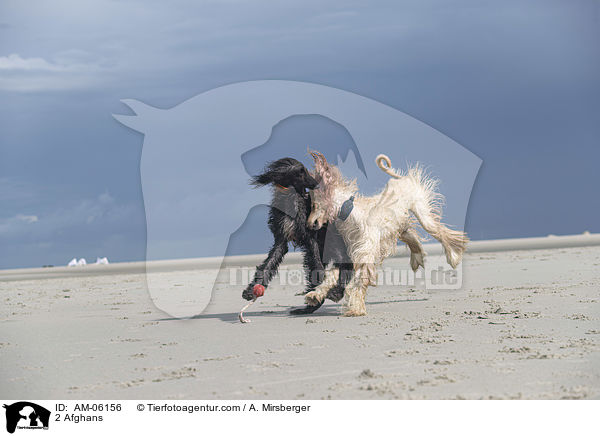 2 Afghans / AM-06156