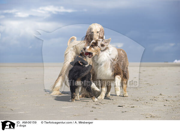 3 dogs / AM-06159