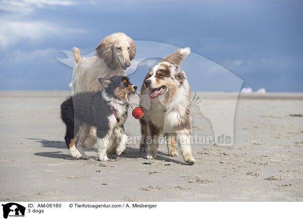 3 dogs / AM-06160