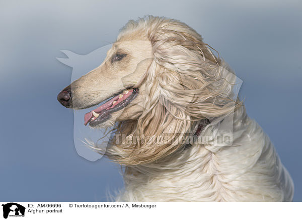 Afghane Portrait / Afghan portrait / AM-06696
